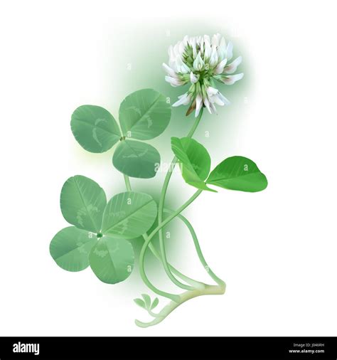 White Clover - Trifolium. Digital illustration of white clover flower, four-leaf-clover and ...