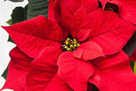 Happy Poinsettia Day! | Massey Services, Inc.