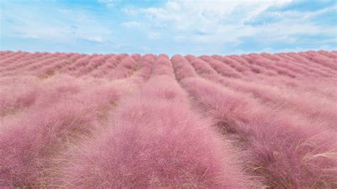 China's Flora Tour: When pink grass meets China's pop culture - CGTN