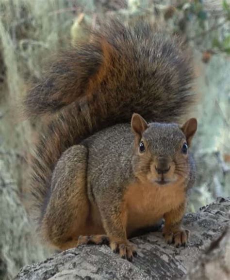 Gray Squirrel Vs. Fox Squirrel: A Side By Side Comparison - Squirrels ...