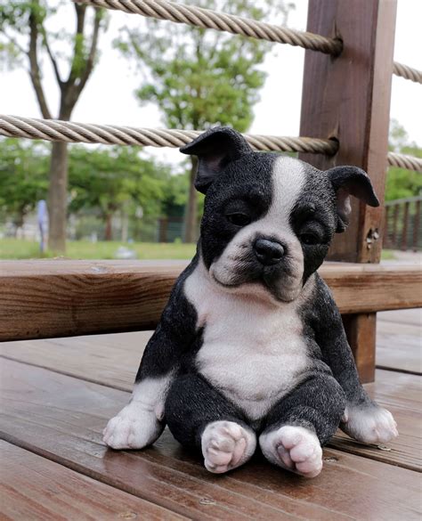 SLEEPY BOSTON TERRIER PUPPY STATUE SITTING - Walmart.com