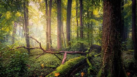 Online crop | HD wallpaper: forest, nature, woodland, vegetation, old growth forest, tree ...