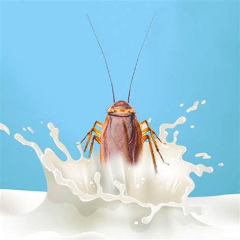 cockroach milk; the food that is becoming the superfood of the future - World Stock Market