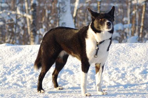 8 Finnish Dog Breeds: Native Breeds to Finland (With Info & Pictures ...