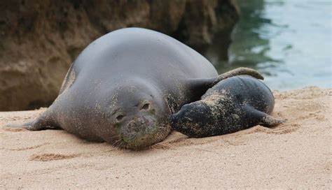 Baby Seal Can't Stop Kissing Her Mom | Baby seal, Monk seal, Hawaiian ...