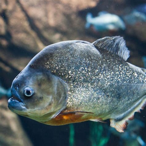 Piranhas Eating Sharks