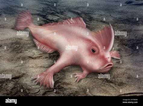 Smooth handfish hi-res stock photography and images - Alamy