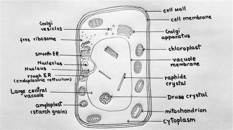 How to draw plant cell for class 9 / Plant cell diagram step by step ...