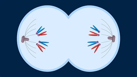 9+ which diagram represents anaphase i of meiosis - YenyukLilia