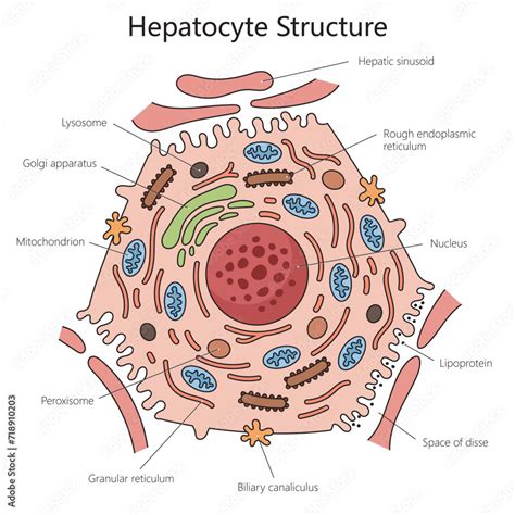 Human hepatocyte liver cell structure diagram hand drawn schematic vector illustration. Medical ...