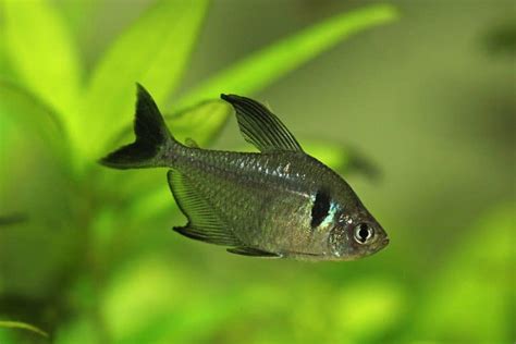 Black Phantom Tetra (Hyphessobrycon megalopterus): Ultimate Care Guide ...