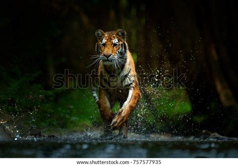 Tiger Running Water Dangerous Animal Tajga Stock Photo (Edit Now) 757577935