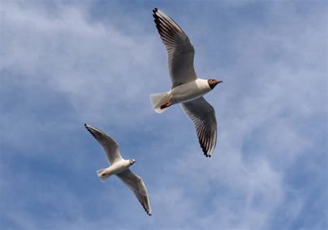 Best Two Birds Flying Stock Photos, Pictures & Royalty-Free Images - iStock