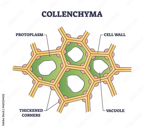 Collenchyma as ground tissue with thick supportive walls outline ...