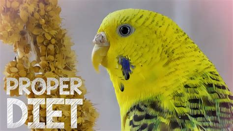 Budgie Food - Budgie diet for proper care - YouTube