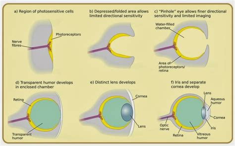 101 Proofs For God: #45 The Eye