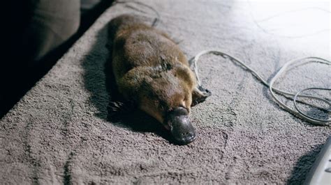 Platypus breeding triumph in NSW - Australian Geographic