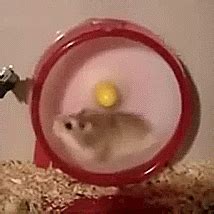 via GIPHY | Laughing so hard, Funny hamsters, Laugh