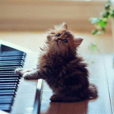 Piano playing cat or kitten | Cute little kittens, Kittens cutest, Cat pics