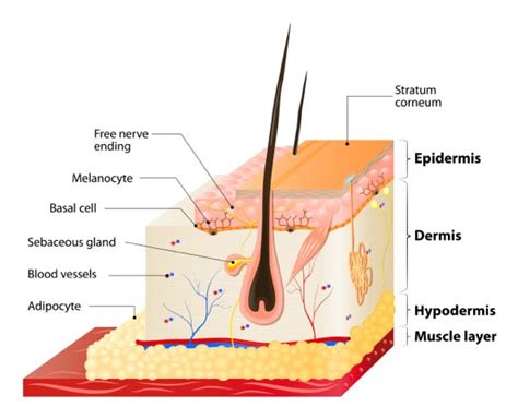 Skin Physiology 101, 48% OFF | www.elevate.in