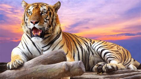 Tiger Wallpapers (65+ pictures)