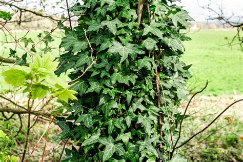 English Ivy: Plant Care & Growing Guide