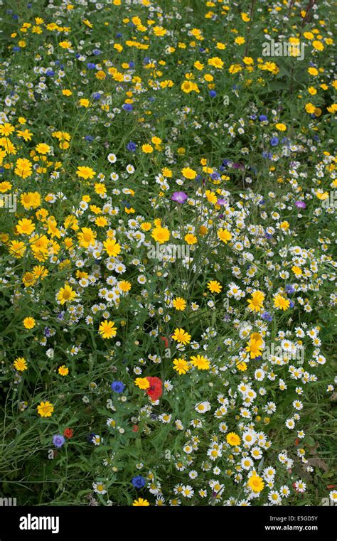 Growing wildflowers in border hi-res stock photography and images - Alamy