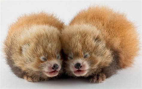 Helyes kis vörös pandák születtek Alabamában - Pekingi Kacsa