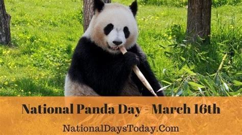 National Panda Day 2023- Things Everyone Should Know