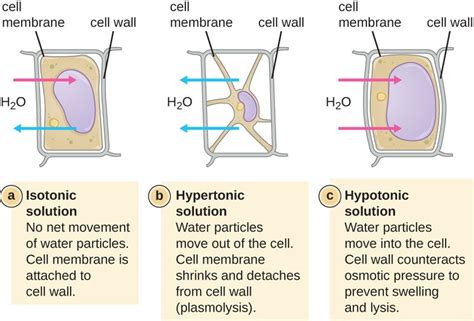 Difference Between Turgor Pressure and Wall Pressure | Compare the ...