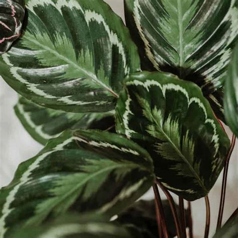 Do Calathea Leaves Move? [Why and How]