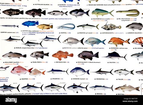 A sign displays some of the fish that can be caught off the the Australian coast Stock Photo - Alamy