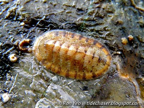 tHE tiDE cHAsER: Chitons (Phylum Mollusca: Class Polyplacophora) of Singapore