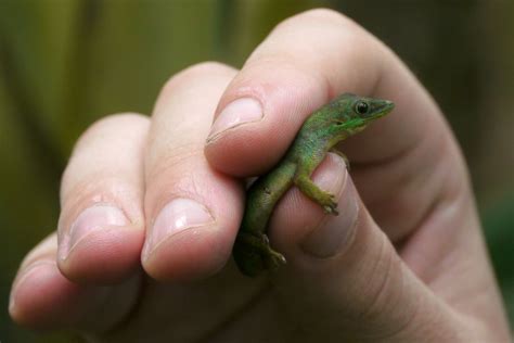 ADAM JADHAV » andaman islands day gecko