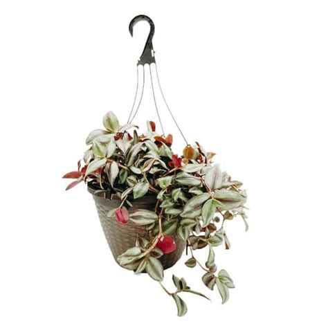 Vigoro 12 in. Tradescantia Zebrina Hanging Basket Plant 46877 - The ...