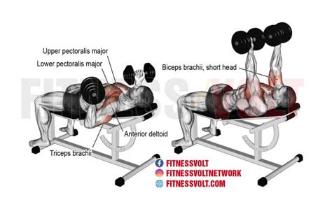 How To Do Incline Reverse-Grip Dumbbell Bench Press (Chest) – Fitness Volt