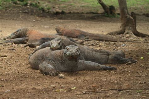 Group of Komodo dragons stock photo. Image of watch, lizards - 85296736