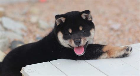 Shiba Inu Names - What’s The Best Name For Your Puppy?