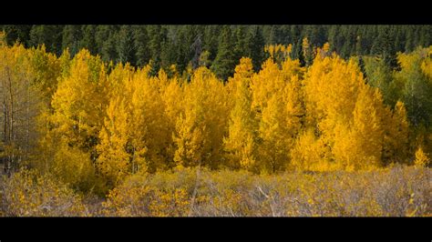 Where to see fall colors in Colorado this weekend | 9news.com