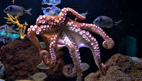 15 Amazing Octopus Facts for Kids | toucanBox