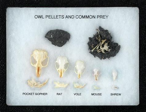 Riker Owl Pellet Dissection Display: Owl Pellets & Common Owl Prey ...