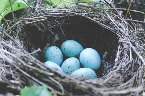 Blue Jay Eggs vs. Robin Eggs: How to Tell the Difference - Optics Mag