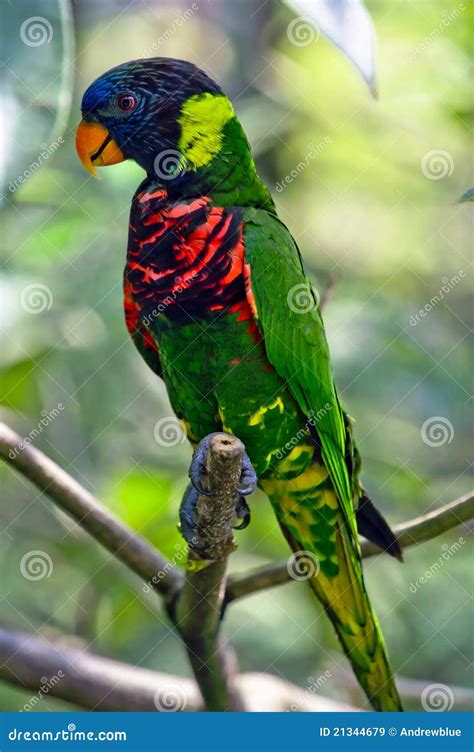 Rainbow Lory stock image. Image of climb, blue, aviary - 21344679