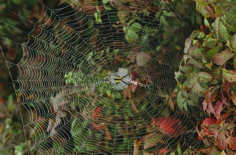 Golden Orb Weaver Spider In Web Photograph by Bates Littlehales