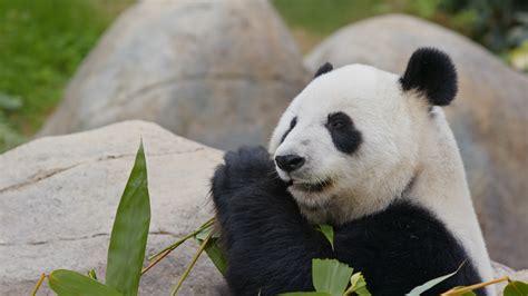 What Ever Happened to the San Diego Zoo Pandas? - LaJolla.com