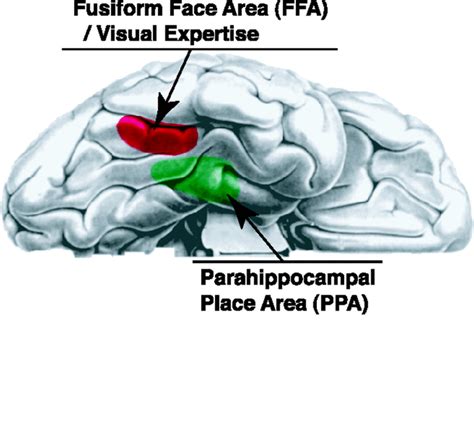 Fusiform Face Area Diagram