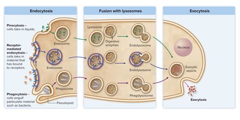 Endocytosis Diagram