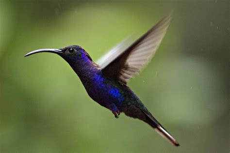 Hummingbirds of Costa Rica - CBS News