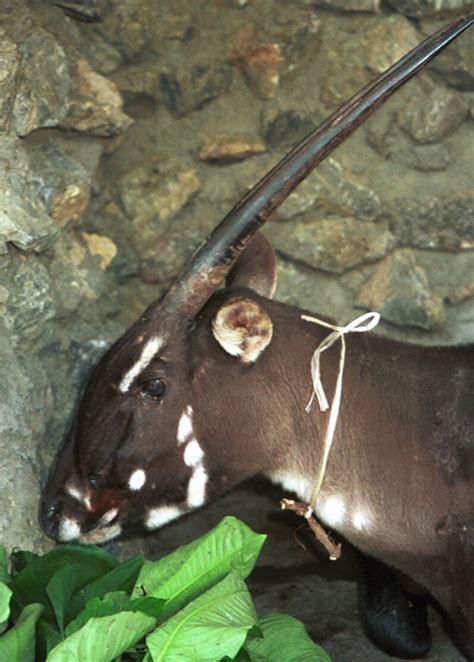 Saola still a mystery 20 years after its spectacular debut | IUCN