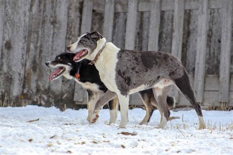 Hanging Tree Dog | Dog Breed Information, Pictures & Facts